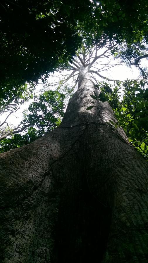 Pedra Do Sol Pousada Alter do Chão Ngoại thất bức ảnh